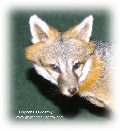 grey fox